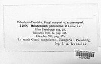 Melanconium pallescens image